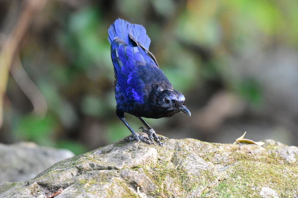 Photograph by Biswanath Chatterjee