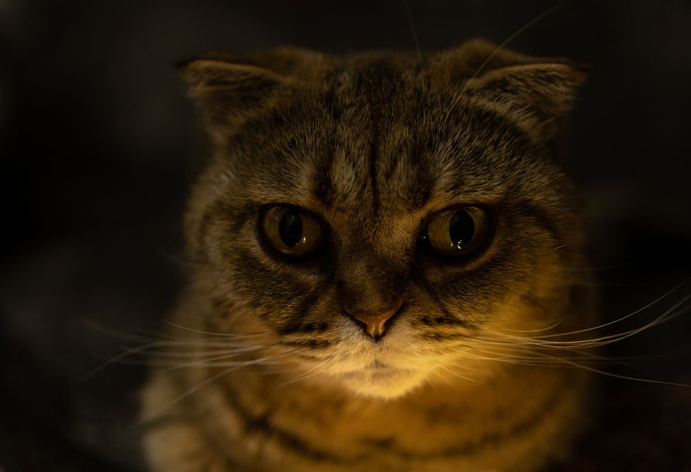 Photograph by Анжелика Сороколетова