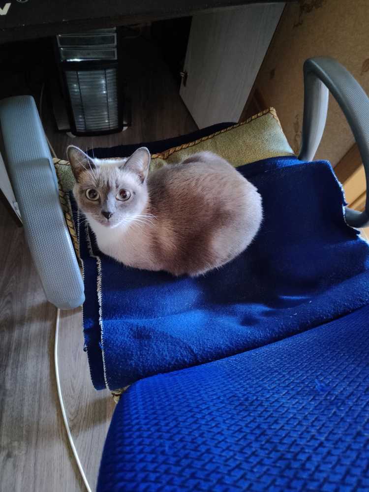 Мир животных