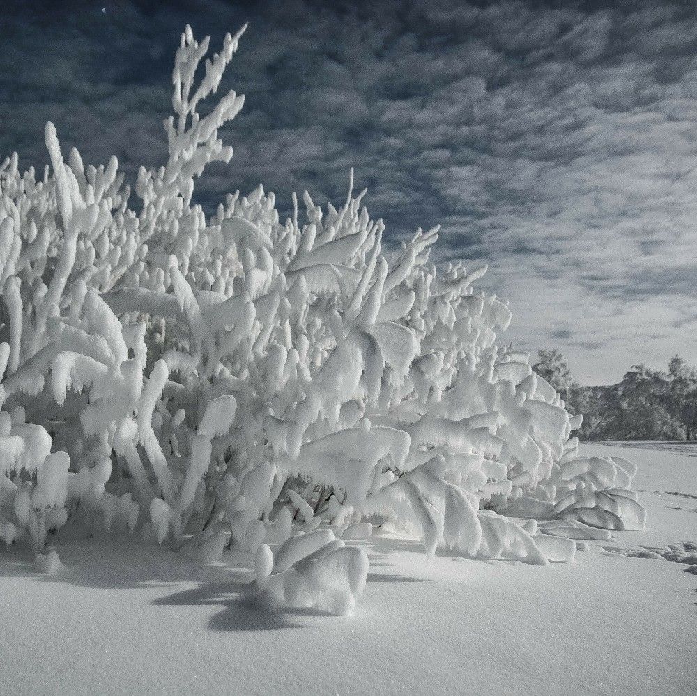 Снежные кораллы