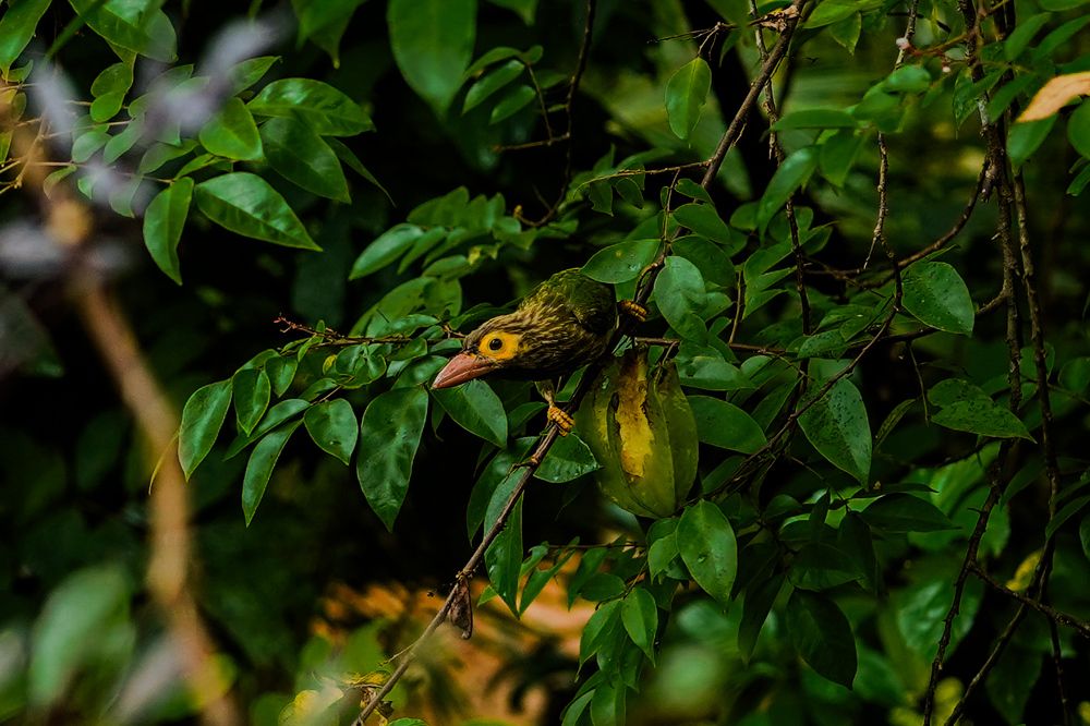 Photograph by Tharindu k