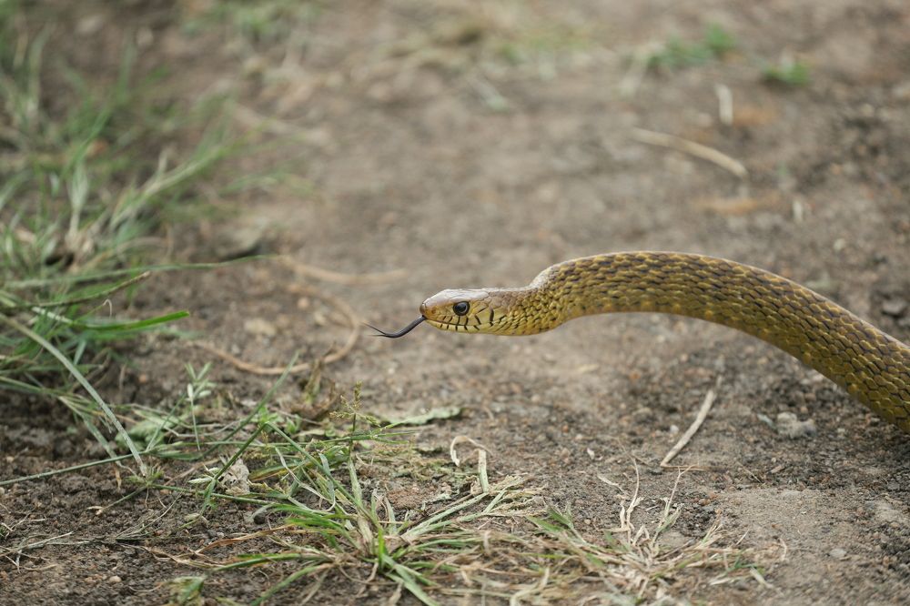 Photograph by prabhakar