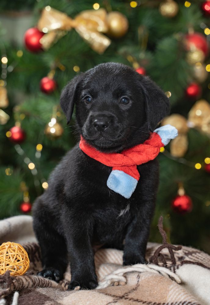 Фото пёс по кличке Даги