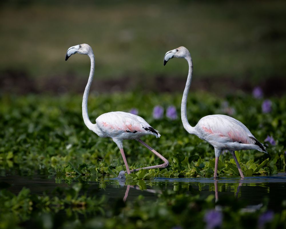 Photograph by Shiva Kumar. R