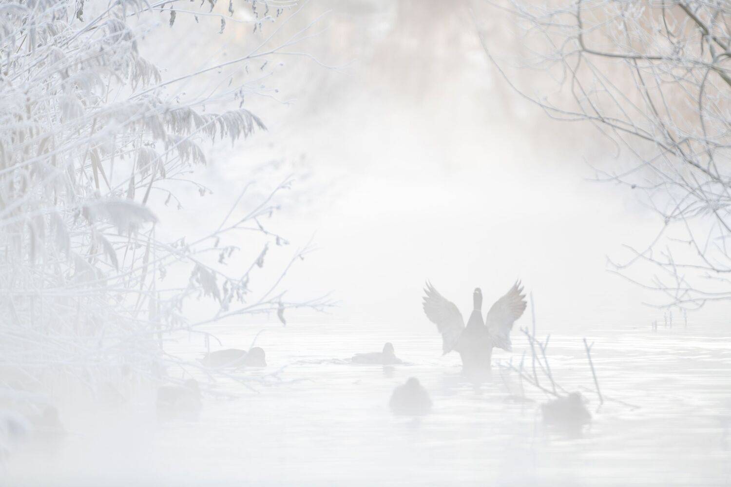 Photo #10057715