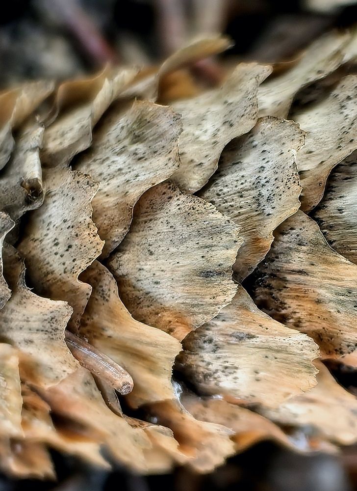 Photograph by Роман Шабан