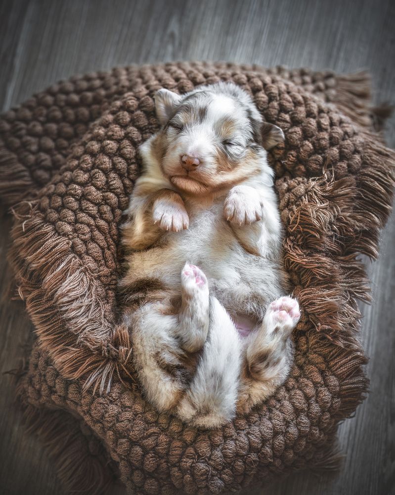 a sleeping puppy