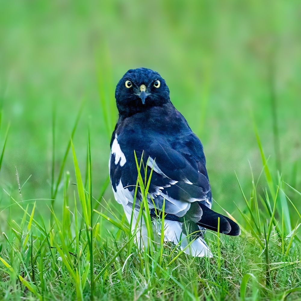 Photograph by Naresh Vadrevu