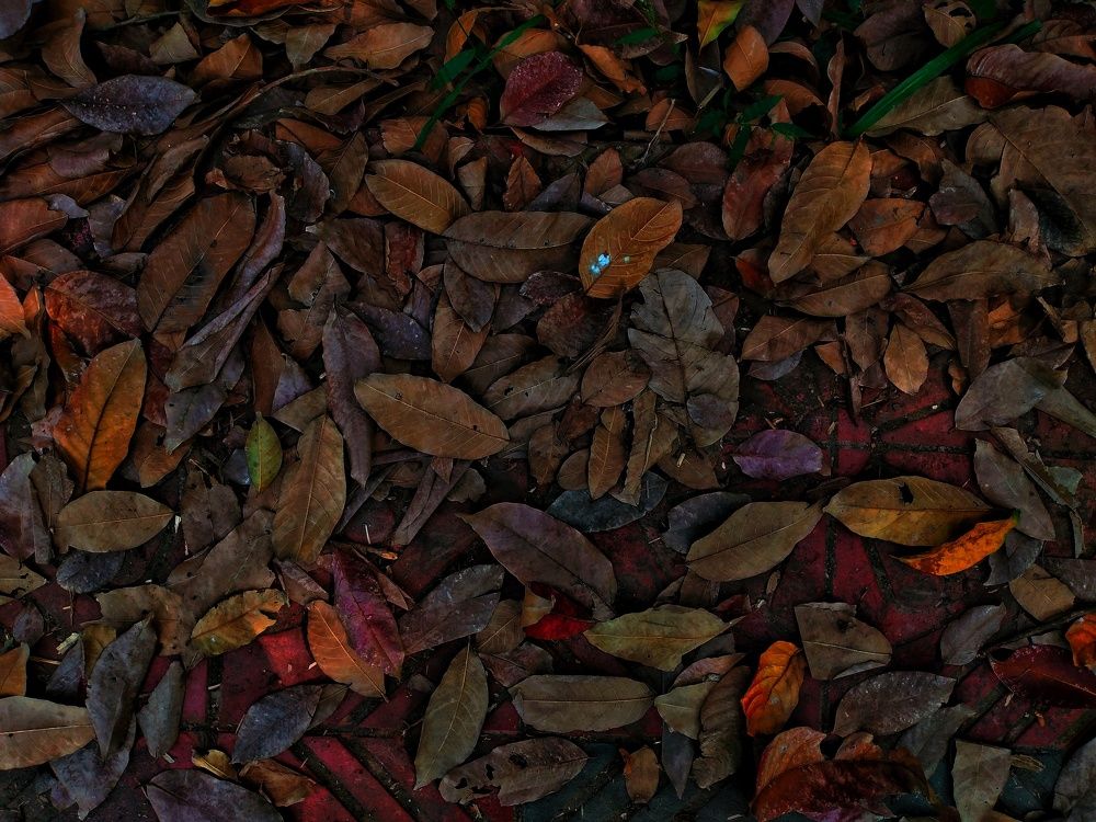 The Colour of Autumn