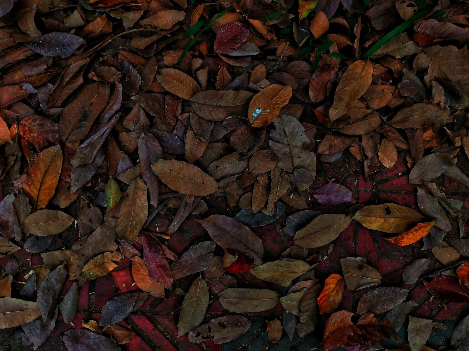 The Colour of Autumn