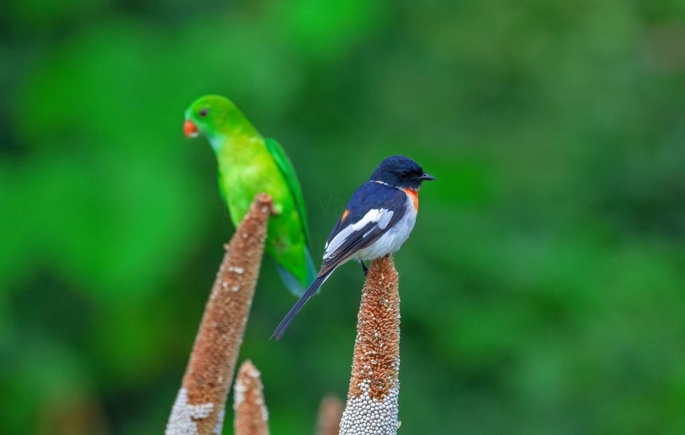 Photograph by Naresh Vadrevu