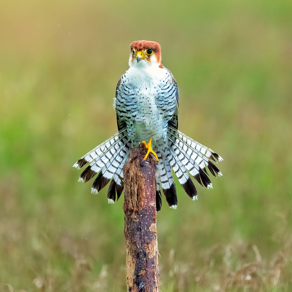 Photograph by Naresh Vadrevu