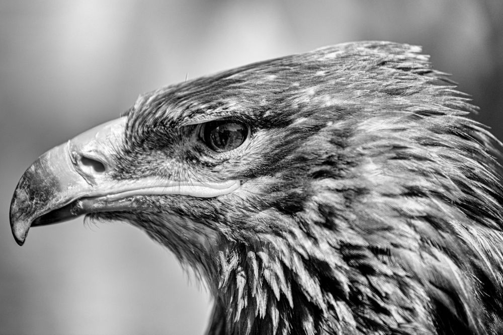 Photograph by sergio savi