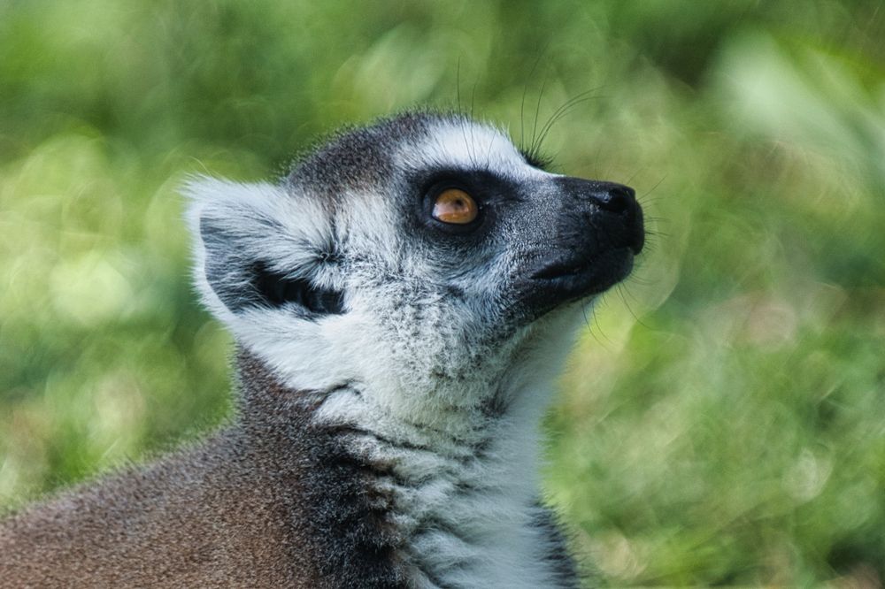 Фотография автора Talal Abodeshish