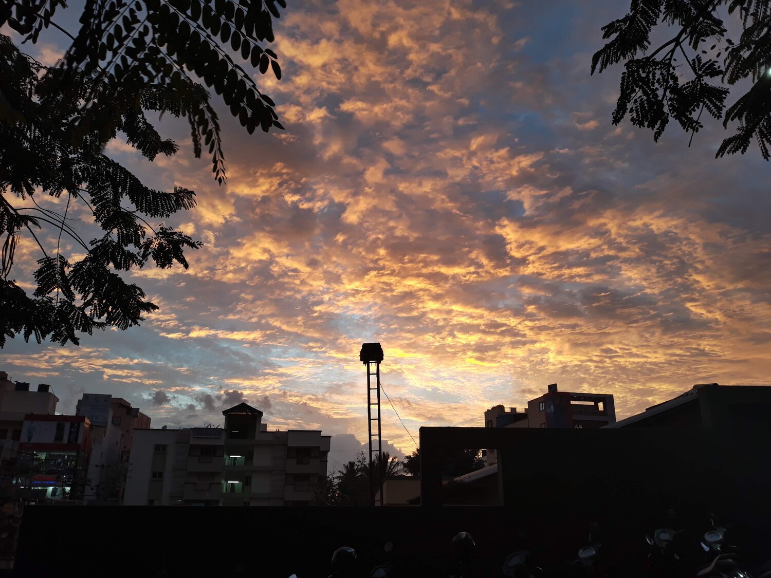 Photo #10058868