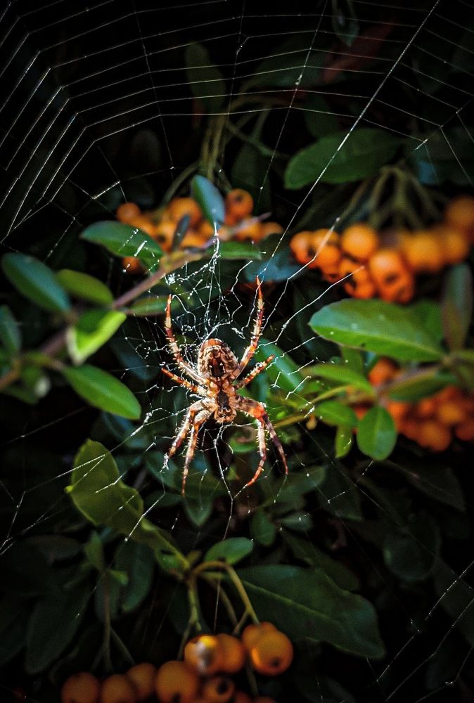 Фотография автора Ксения Шляйхер