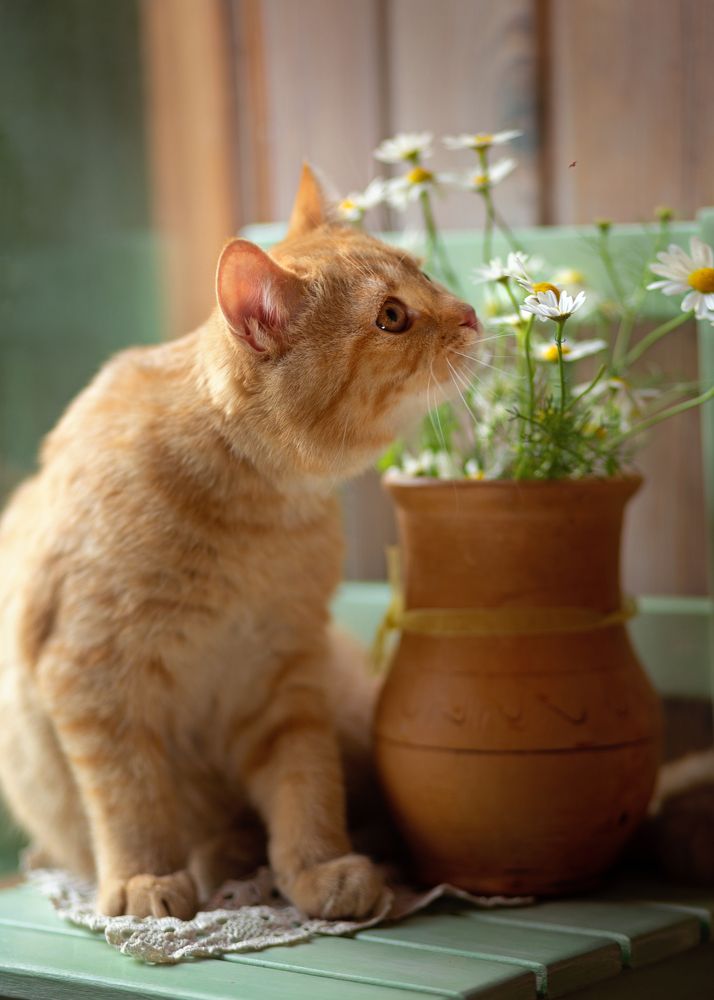 запАх детства