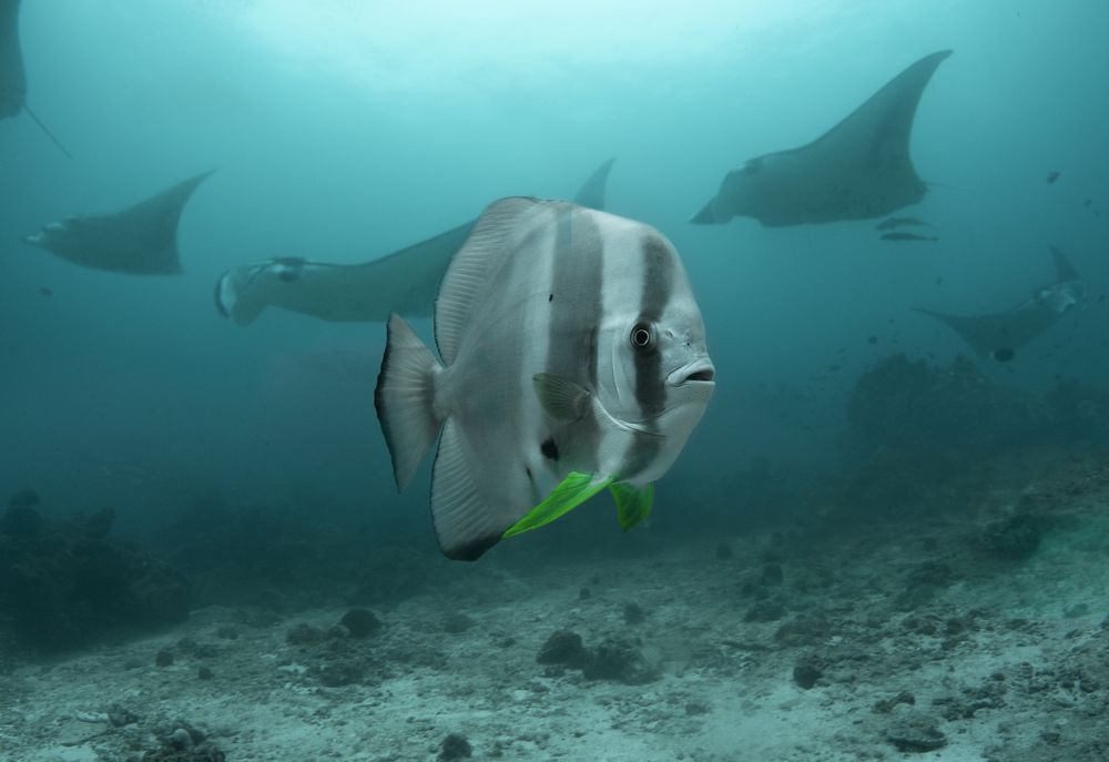 Фотография автора Димитрий Евтушик