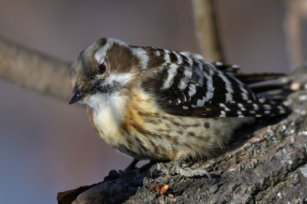 Photograph by Андрей Захаров