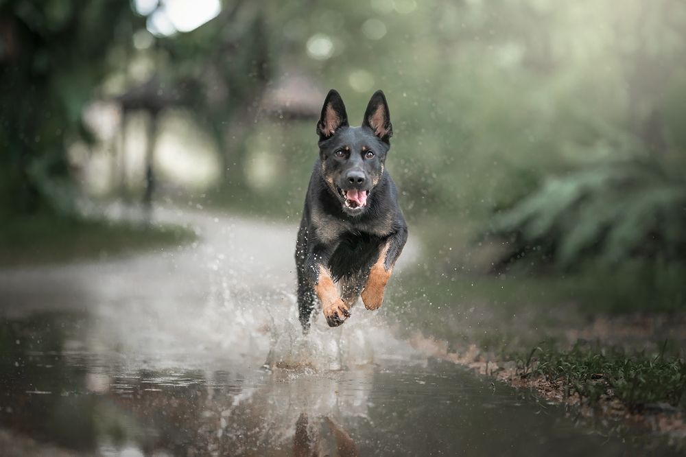 Фотография автора Bernard Sim