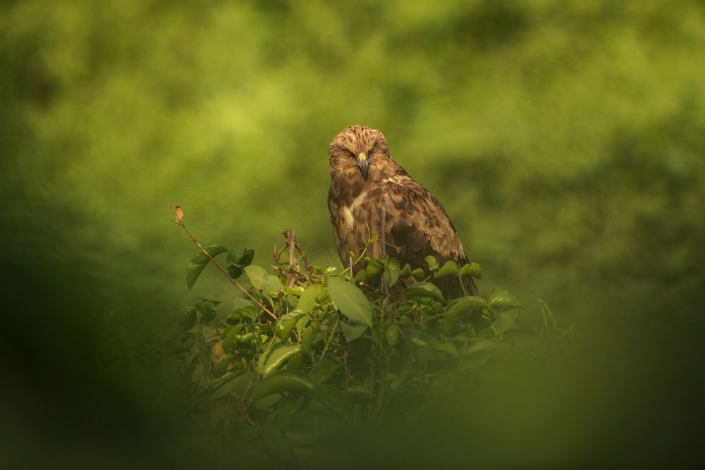 Photograph by Sathyan KM