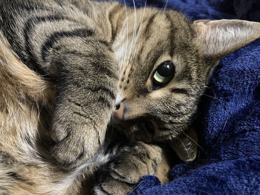 I’m Adorable and I Know It