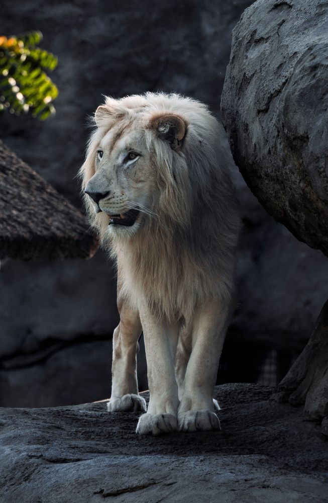 Фотография автора Talal Abodeshish