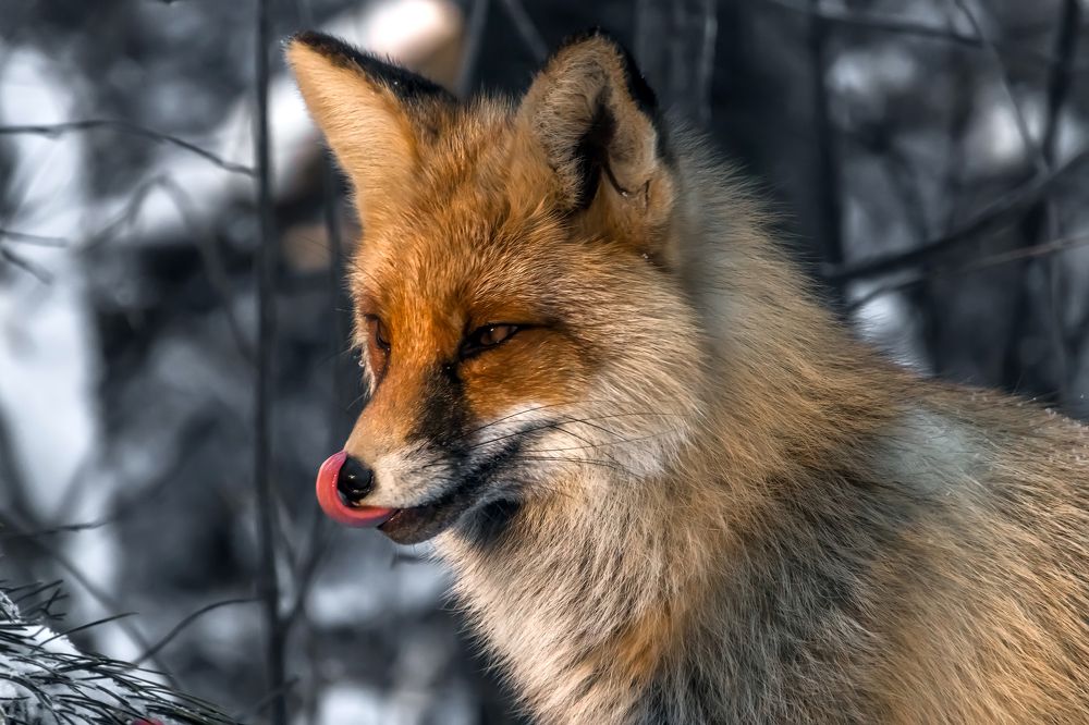 Photograph by Николай Диордиев