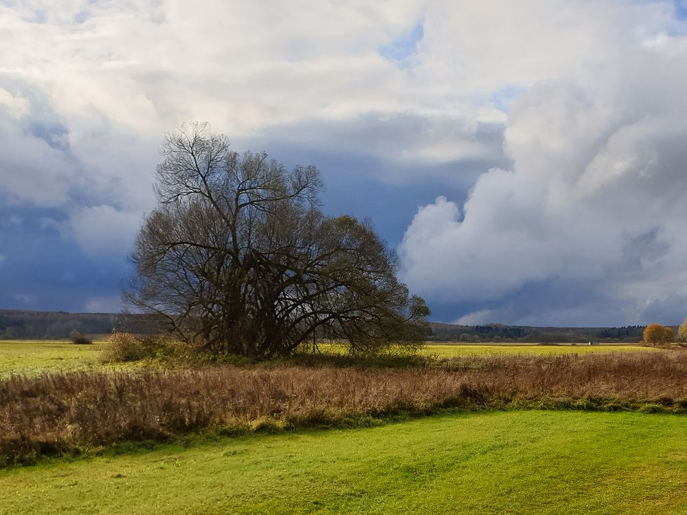 Одинокое дерево