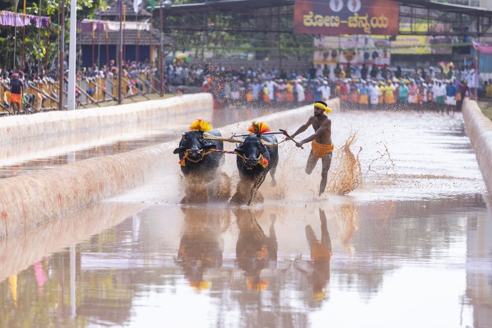 Kambala Buffalo Race