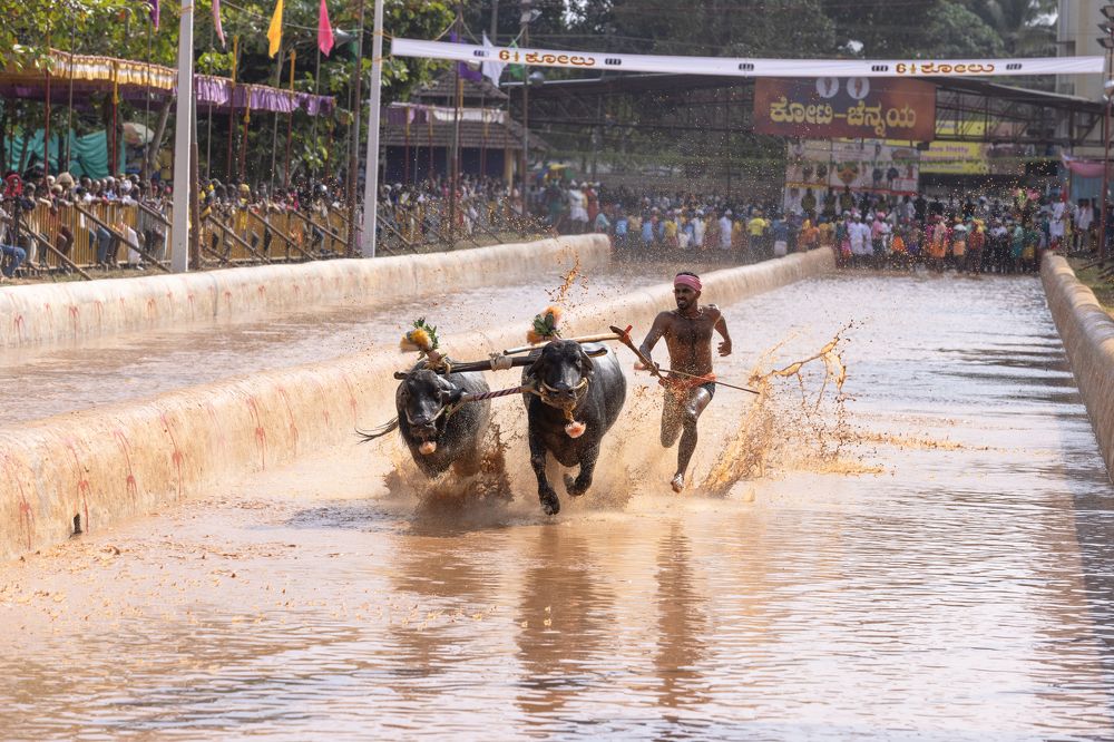 Kambala Buffalo Race