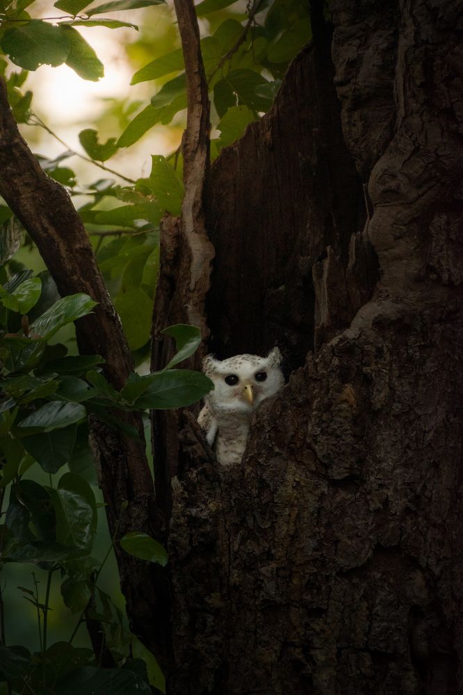 Photograph by Chaitanya Dudhalkar