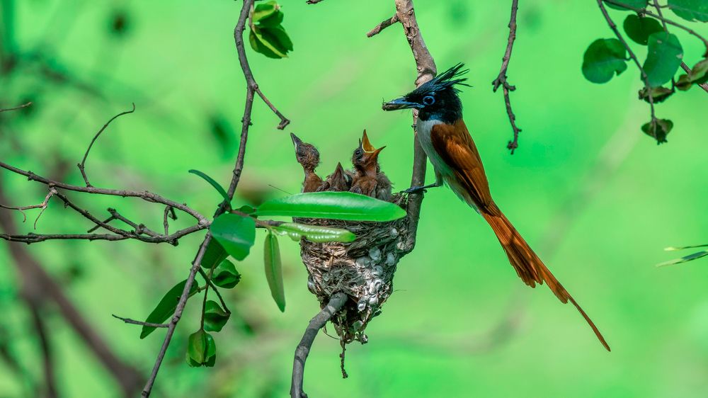 Photograph by Chaitanya Dudhalkar