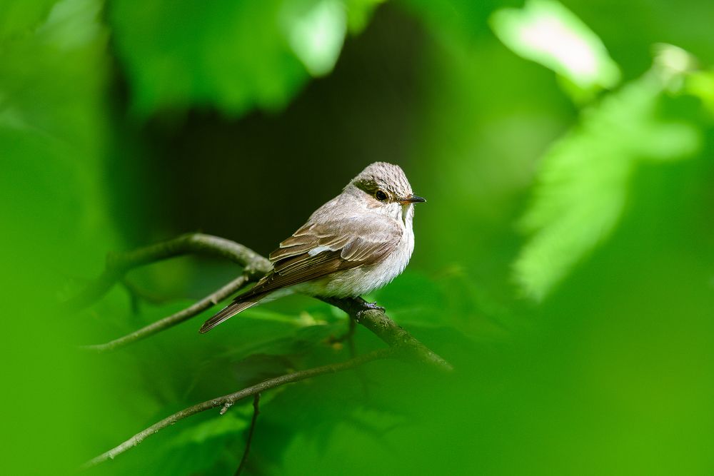 Серая мухоловка