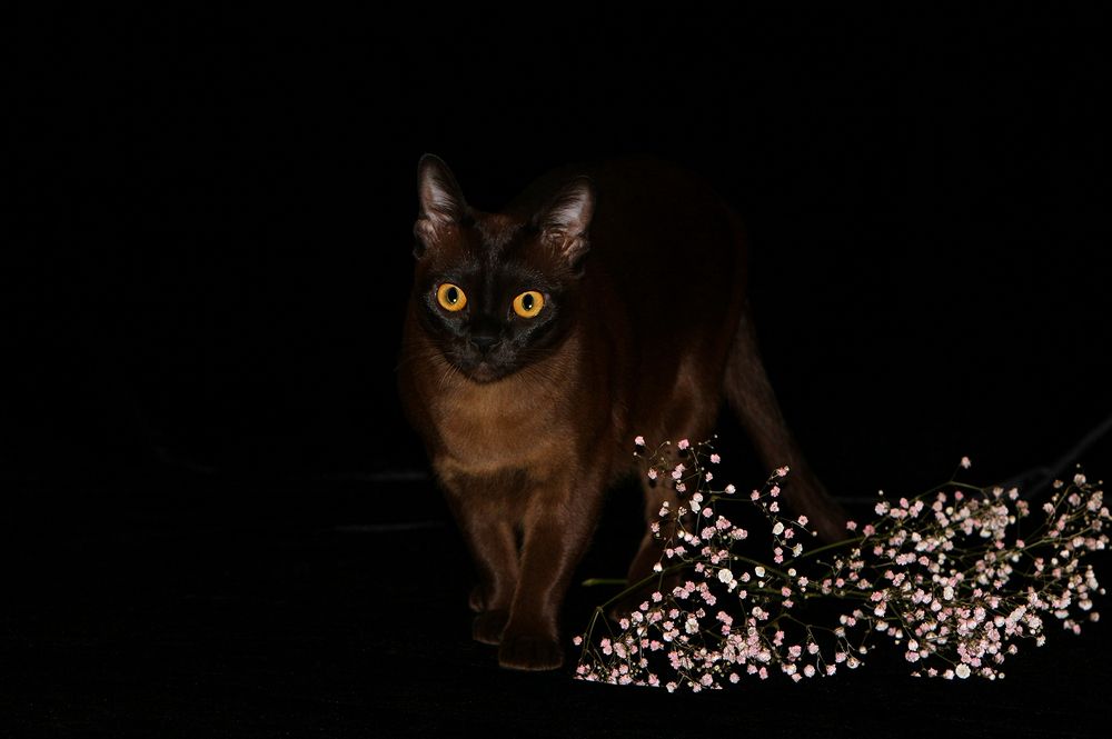 Очарование бурмы.