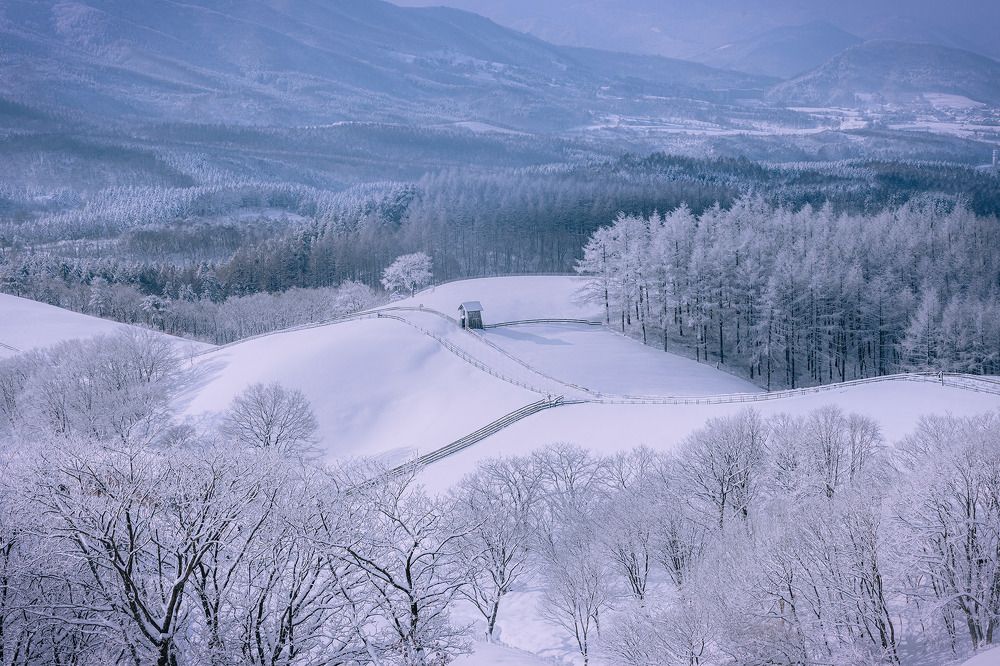 Sheep farm on a snowy day