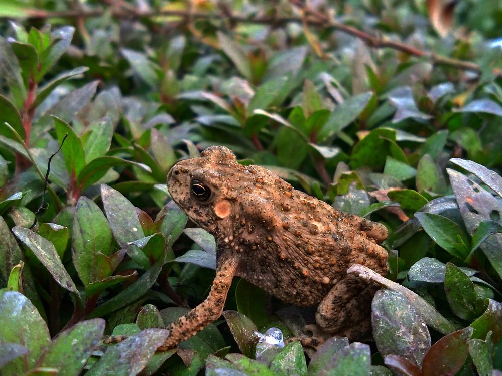Photograph by Mohammed Rifatul Alam Siam