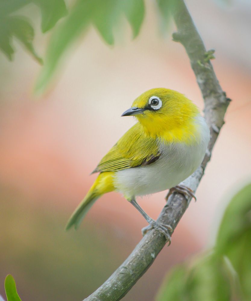 Sri Lankan White-Eye