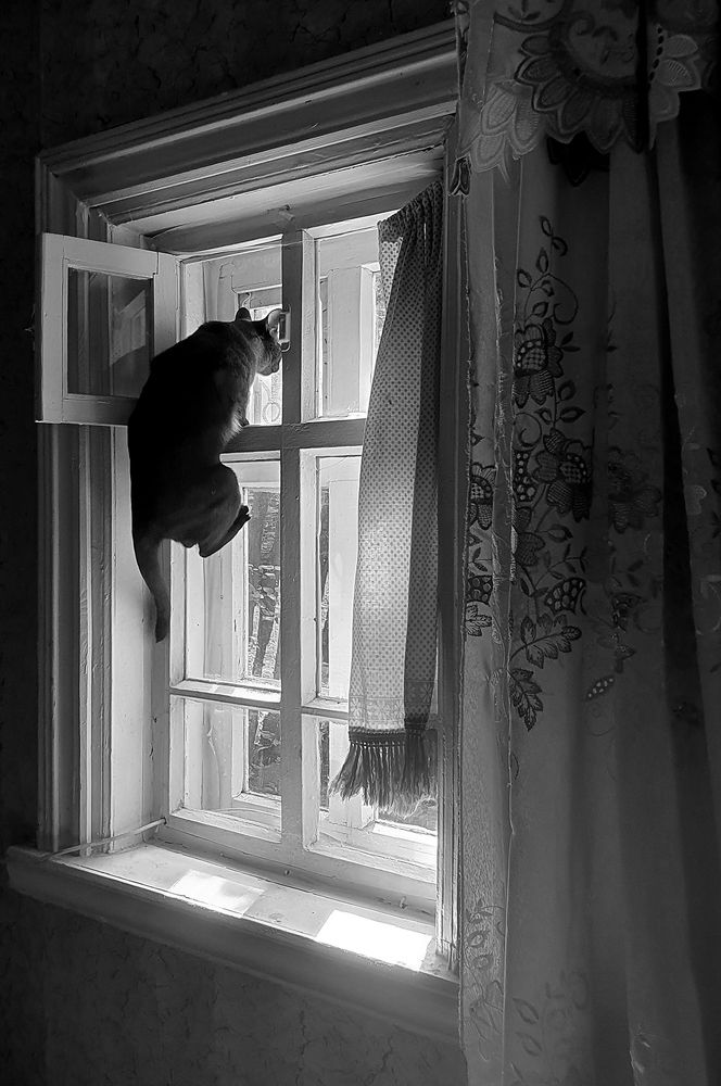 Фотография автора Надежда Лисицына