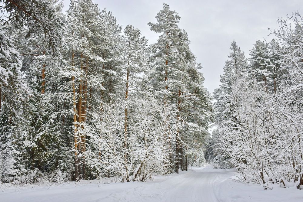 В морозном лесу.