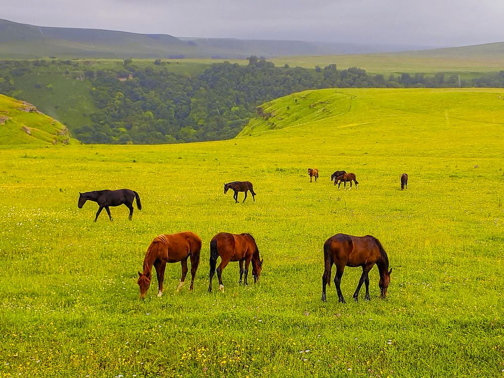 Поля Черкесии
