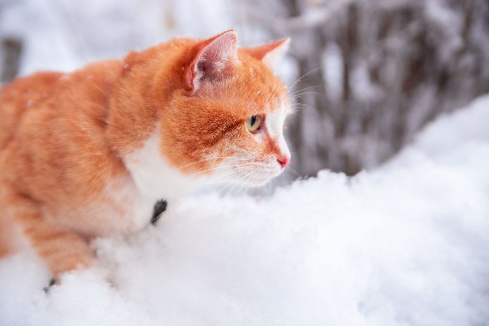 Photograph by Любовь Носова