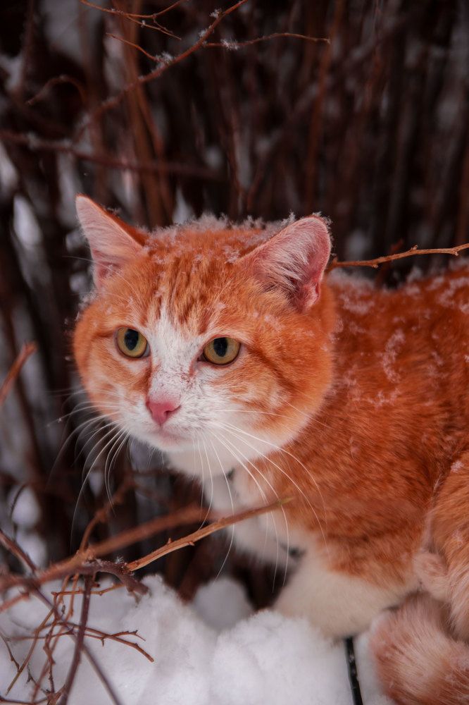 Photograph by Любовь Носова