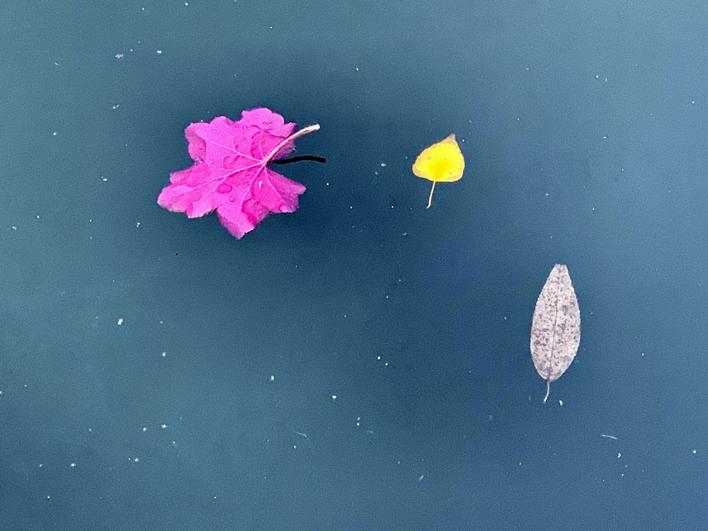 цвета осени