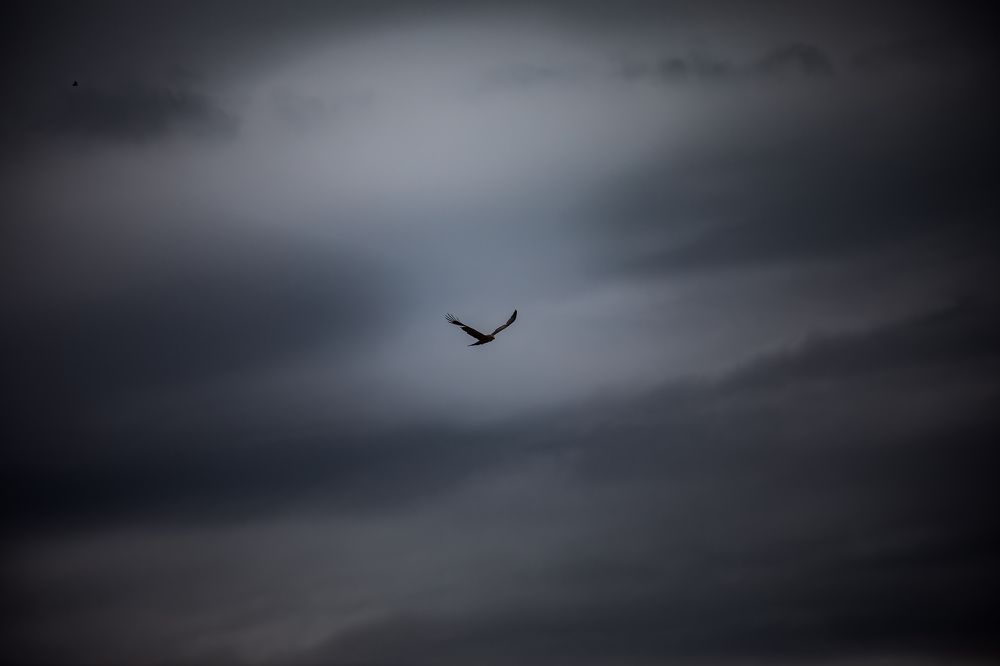 Photograph by Alex Grey