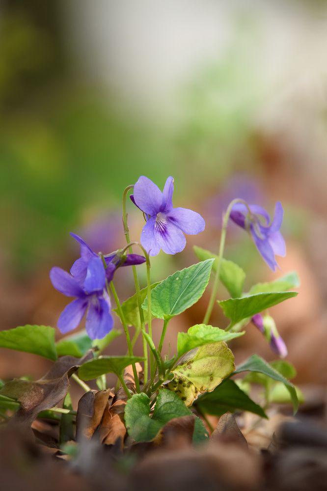 Photograph by FILIP BETKO