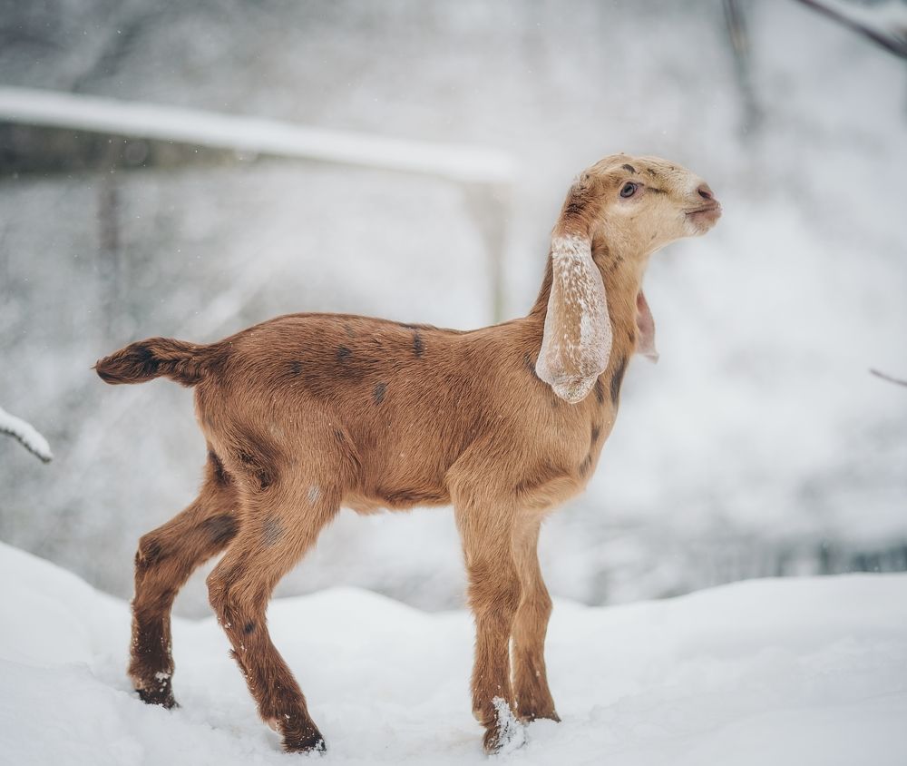 Photograph by Елена Раздвилова