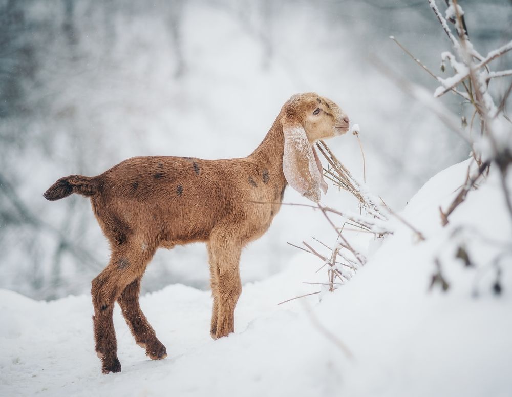 Photograph by Елена Раздвилова