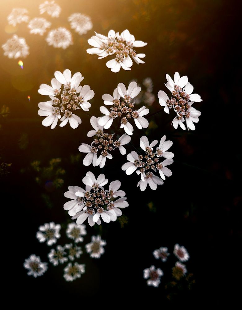 Photograph by roya razaghi