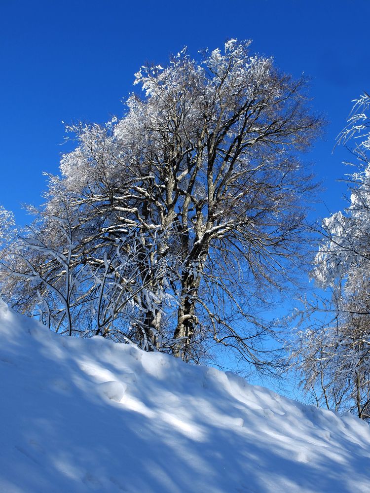 Photograph by Muzaffer Sütlüoğlu